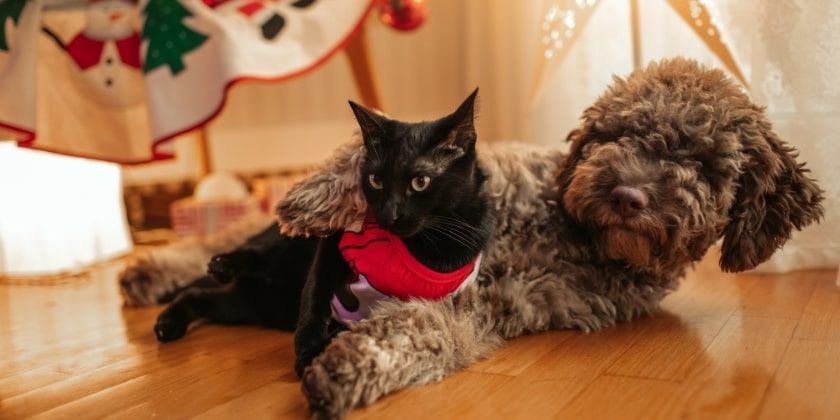 Šunys, Katės ir Laikas. Ar jie jaučia, kad artinasi Kalėdos?